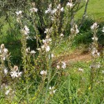 130320131278- Antalya ve Gebiz arı ve Kiriş otu çiçeği (11)