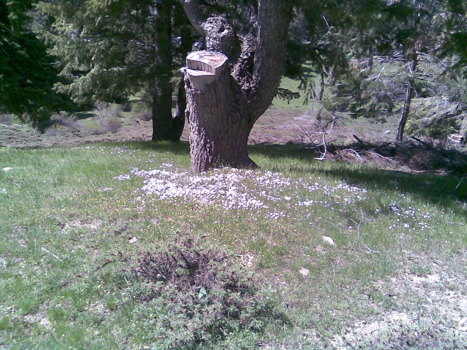 Kovan İçin Tomruk Alımı